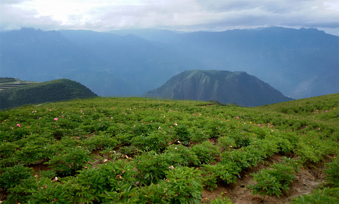 蘭花藥業(yè)中藥材種植基地